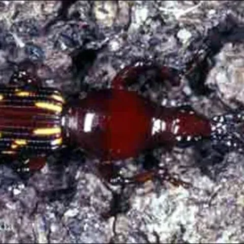 thumbnail for publication: Primitive Weevils of Florida (Insecta: Coleoptera: Brentidae: Brentinae)